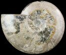 Large, Wide, Polished Ammonite Fossil - Madagascar #51867-1